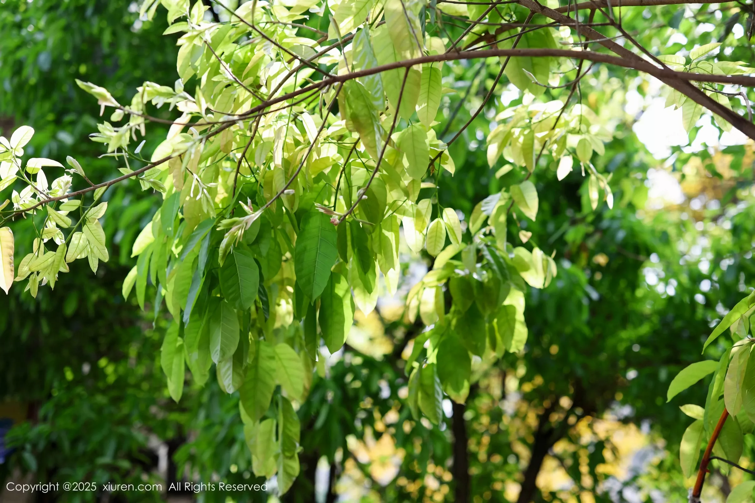 茂木希子性感橙T露白色内衣配超薄肉丝秀完美身材绝美写真 第 24 张